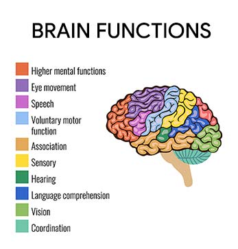 Brain Functions Illustration