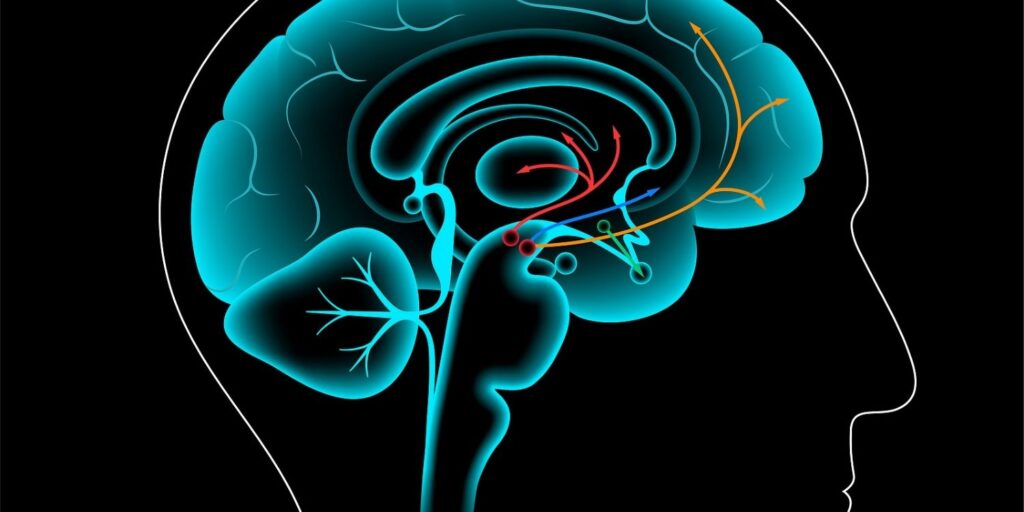 Dopamine pathway in the human brain. Monoamine neurotransmitter. Motivational component of reward motivated behavior. Motor control, controlling the release of various hormones vector illustration. Concepts of opioids and dependence.